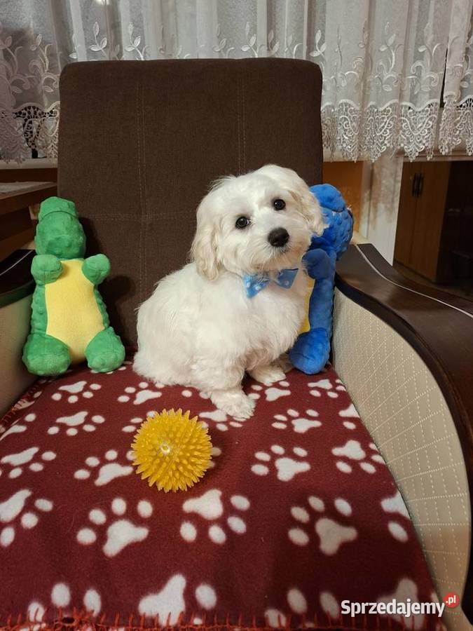 RODOWÓD UROCZY MALTAŃCZYK wielkopolskie Gniezno sprzedam