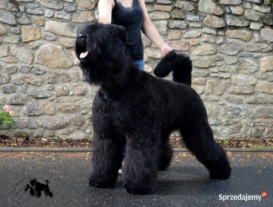 Czarny Terier Rosyjski Krzeszyce sprzedam