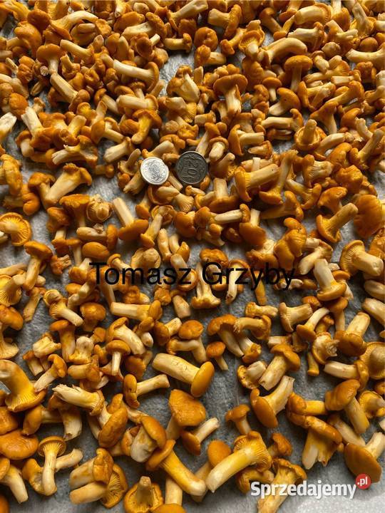 Kurka pieprznik jadalny suszony 05 Zielonka