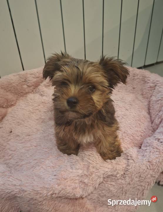 Yorkshire Terrier sprzedam
