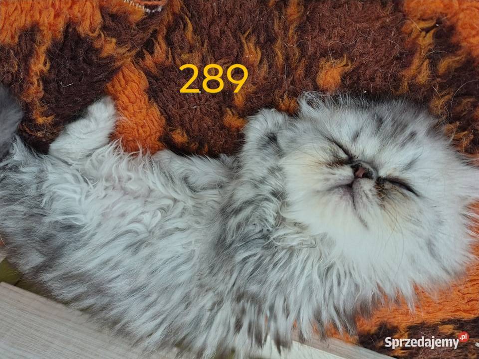 Kocurek puchaty pers Częstochowa