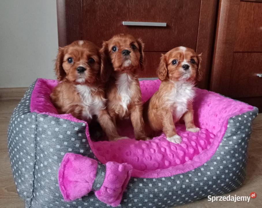 Cavalier King Charles Spaniel Ruby 2026 Cavalier King Charles Spaniel Częstochowa sprzedam