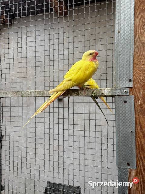 Księżniczka walii Szkarłatka Aleksandretta Częstochowa