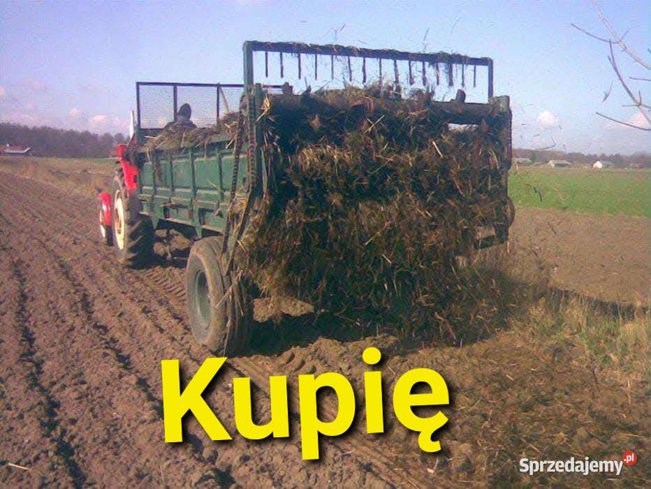 Rozrzutnik ruski kupię sprzedam