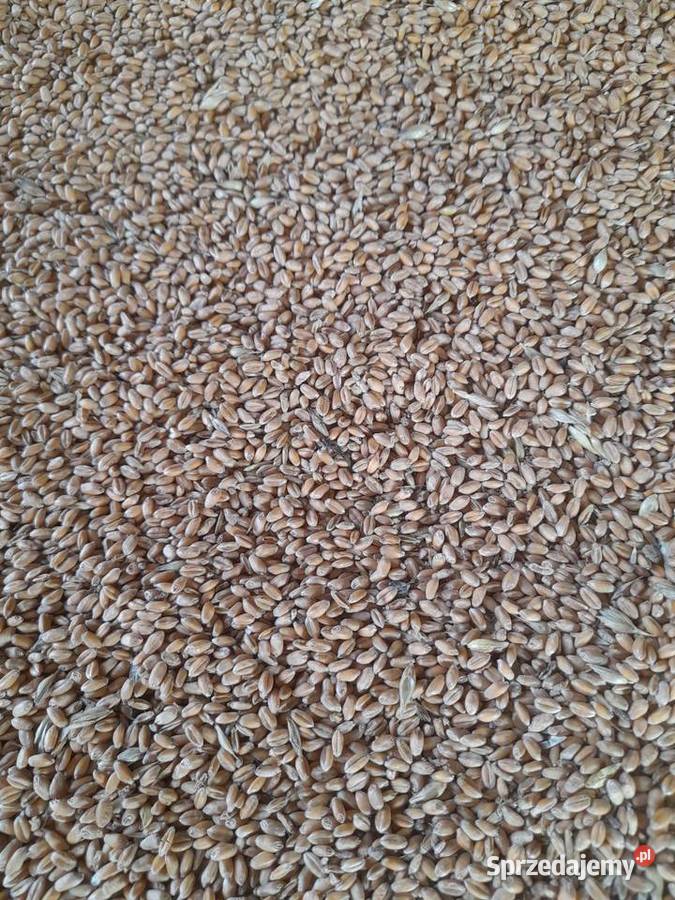 Pszenica ozima Banatus Piaski sprzedam