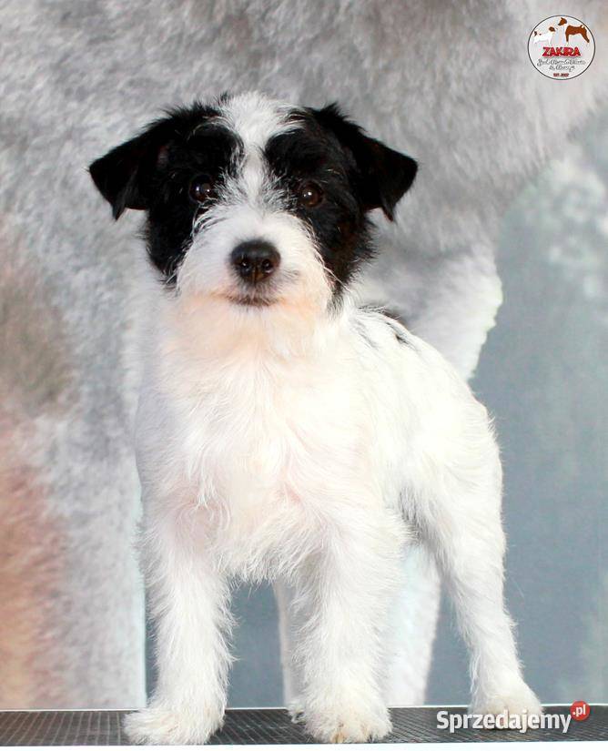 Szczenię Jack Russell Terrier Jesień 2026 Ruda Śląska