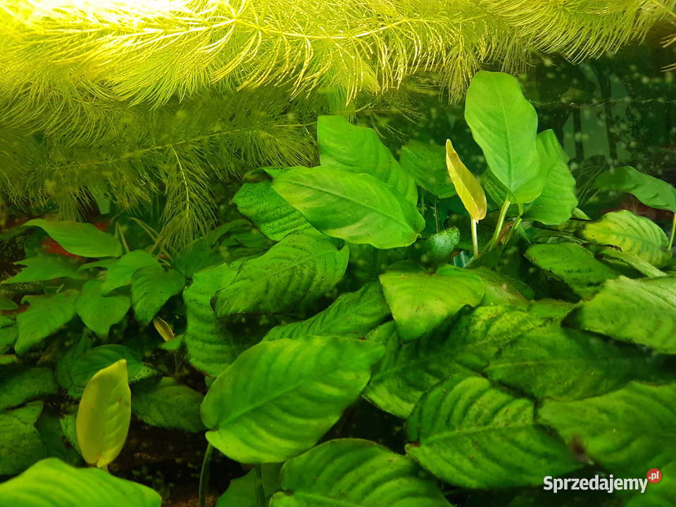 Anubias roślina akwariowa podkarpackie Mielec
