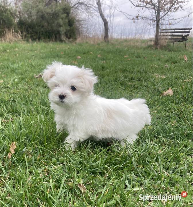 Maltańczyk piesek Raczyce