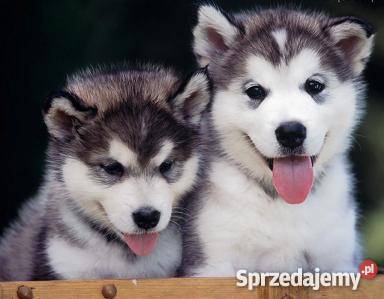 Dog Walker Wyprowadzanie psów Spacery z psem Warszawa