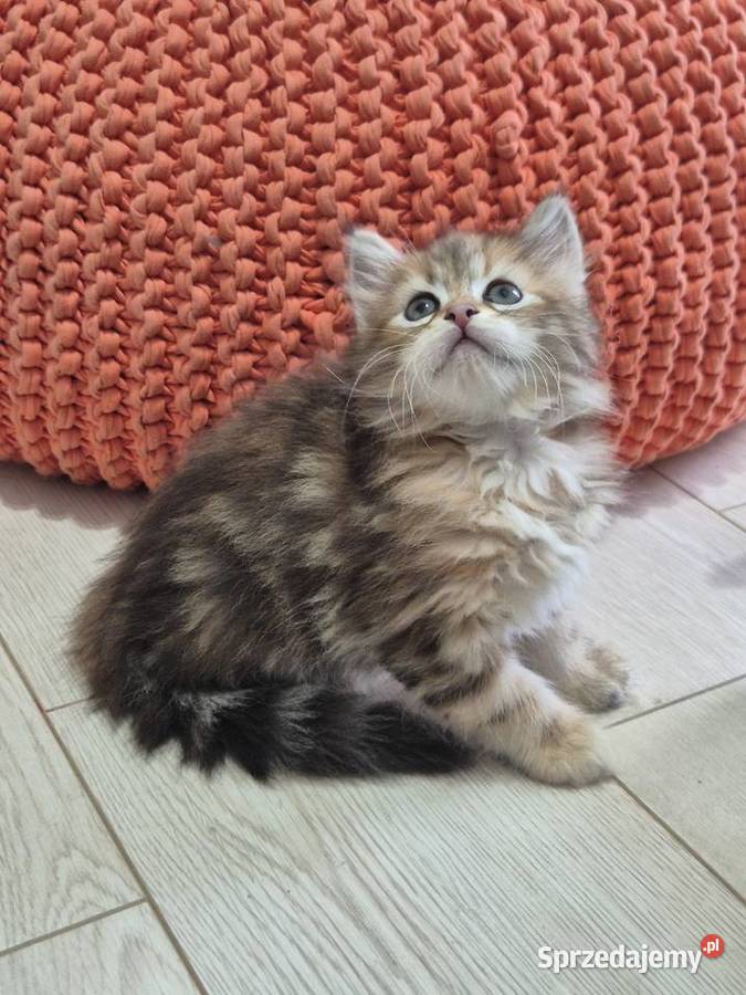 Syberyjska kotka OLIWKA rodowód FIFE FPL Stary Broniszew