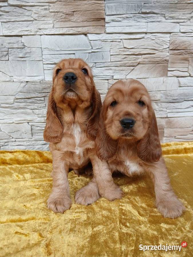 Śliczne Szczenięta Cocker Spaniel Angielski Sieradz sprzedam