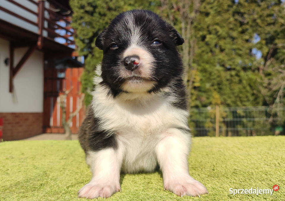 Rasowy Pies Border Collie TEXAS z pełną dok z Iwonicz sprzedam