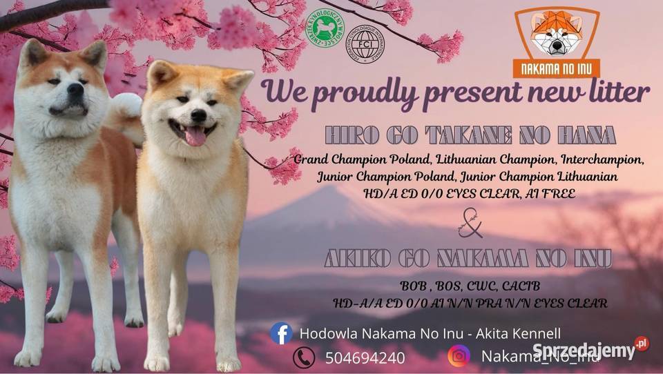 Akita Inu Japońska szczeniaki ZKwPFCI rodowód Płock