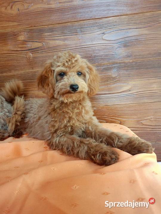 Maltipoo f1b Piesek małopolskie