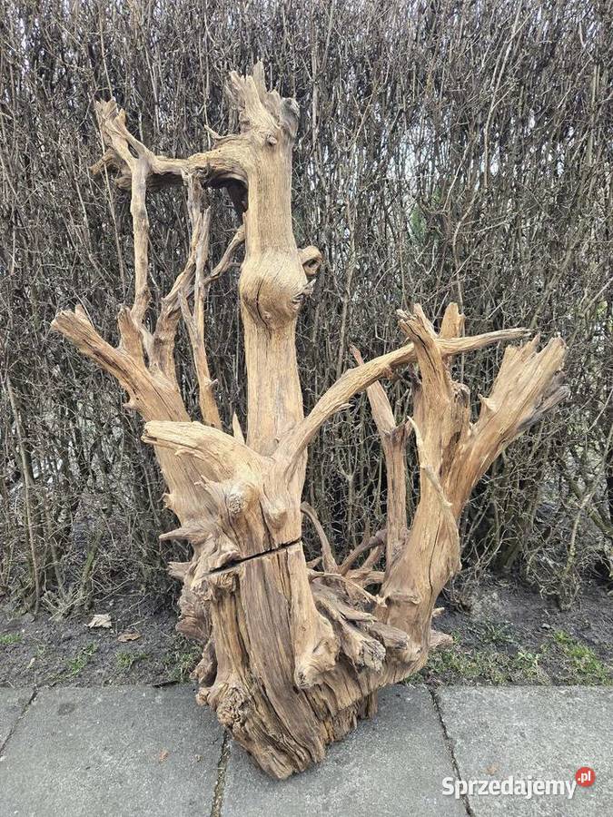 Korzeń ozdobny ogromny Trzciel