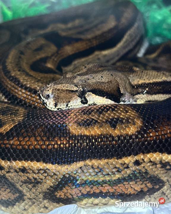 Wąż boa para śląskie