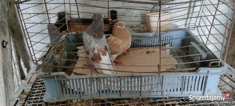 Sprzedam orliki lubelskie Tokarówka