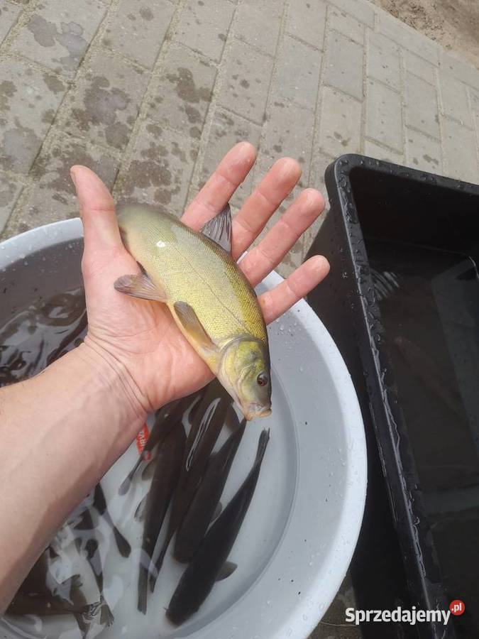 Żywe ryby węgorze jesiotr karppstrągnarybek lina Ślesin