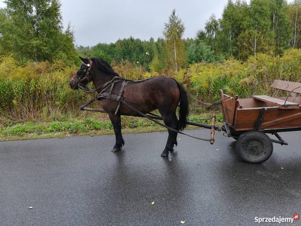 Kucyk klacz walijska Żyrardów