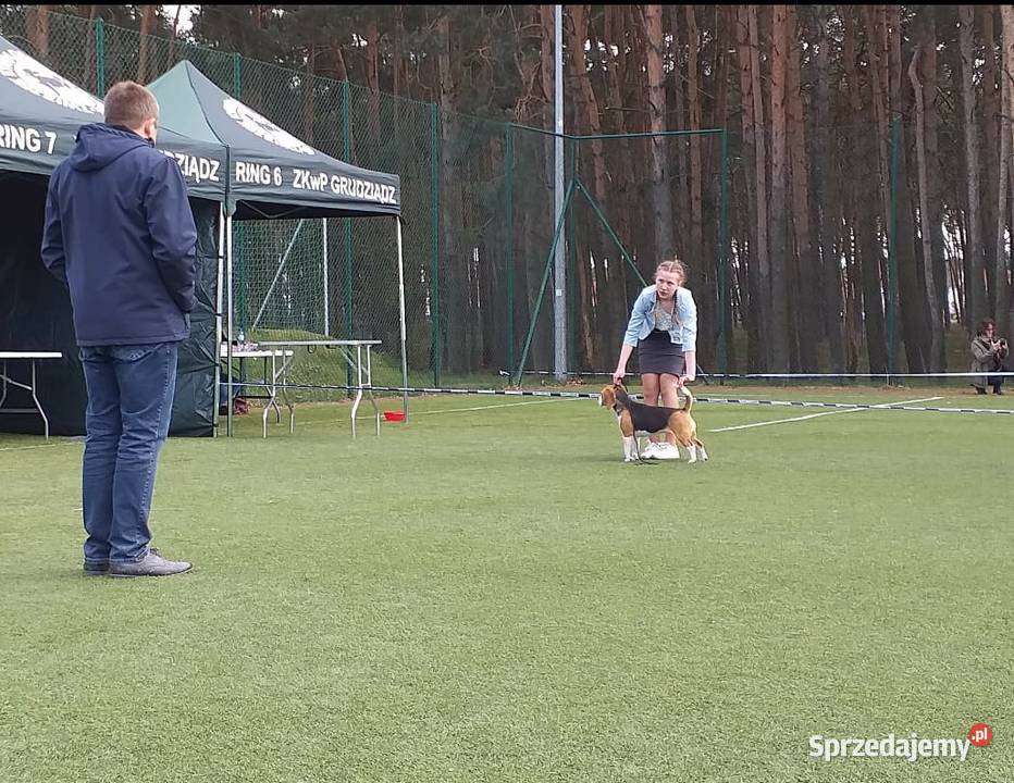 Szczenięta bagle rodowodowe Wągrowiec