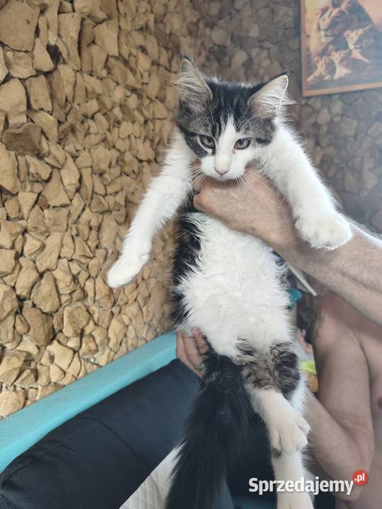 Kocurek Maine coon z rodowodem zaplecze Prawęcin sprzedam
