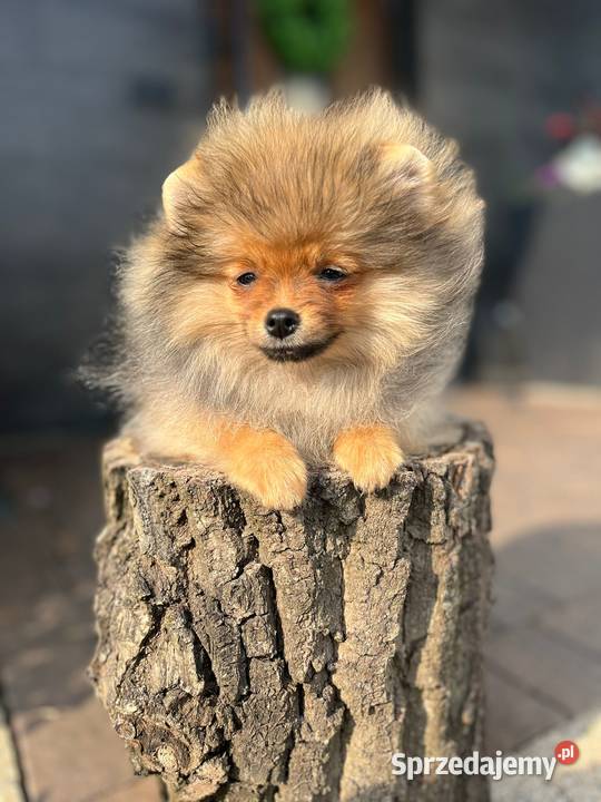 Pomeranian Szpic miniaturowy łódzkie Bełchatów