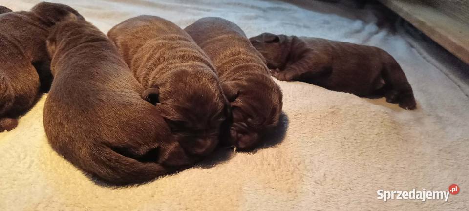 Labrador Retriever ZkwpFCI czekoladowe Dąbrowa Tarnowska sprzedam