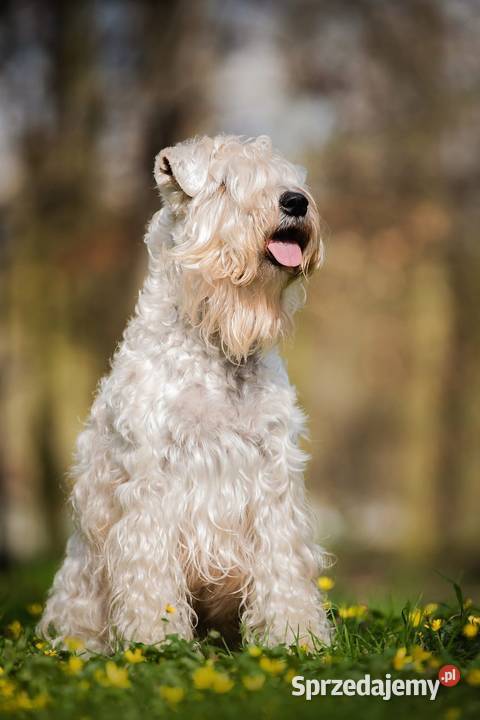 Irish soft coated wheaten terrier terier Brwinów sprzedam