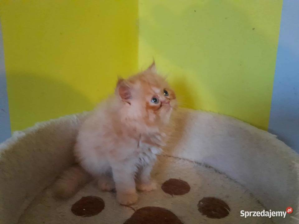 Kocurek perski rudobiszkoptowy małopolskie Szyk