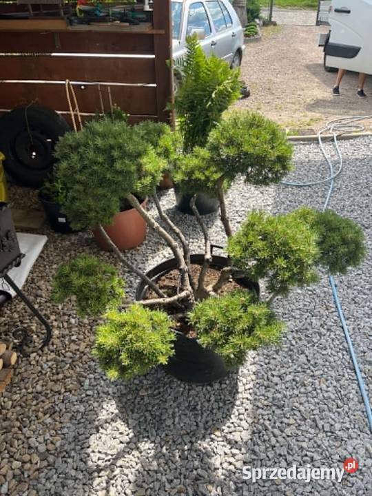 bonsai sosna gnom 120 Pozostałe Biertowice