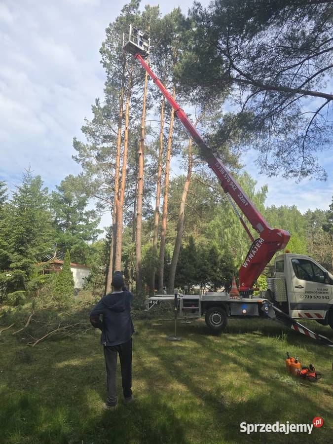 Wycinki drzew Wołomin alpinista frezowanie