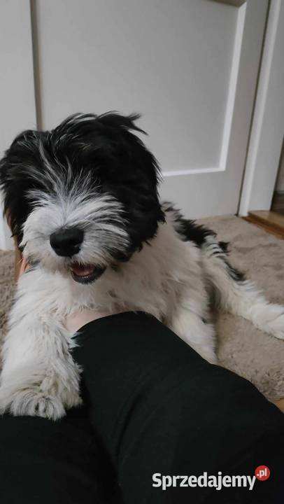 polski owczarek nizinny podkarpackie Jarosław