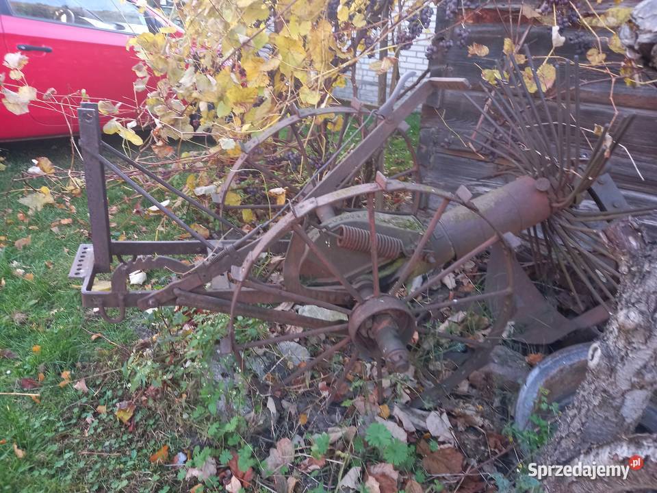 kopaczka gwiasdzista Tczów