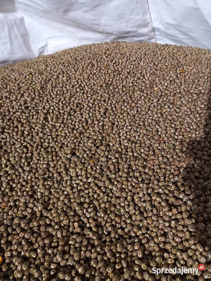 Łubin gorzki karo 2023 Stok