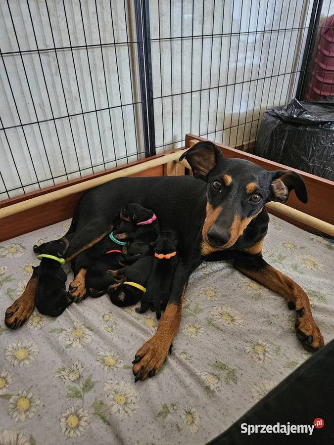 Pinczer średni szczenięta rodowodowe