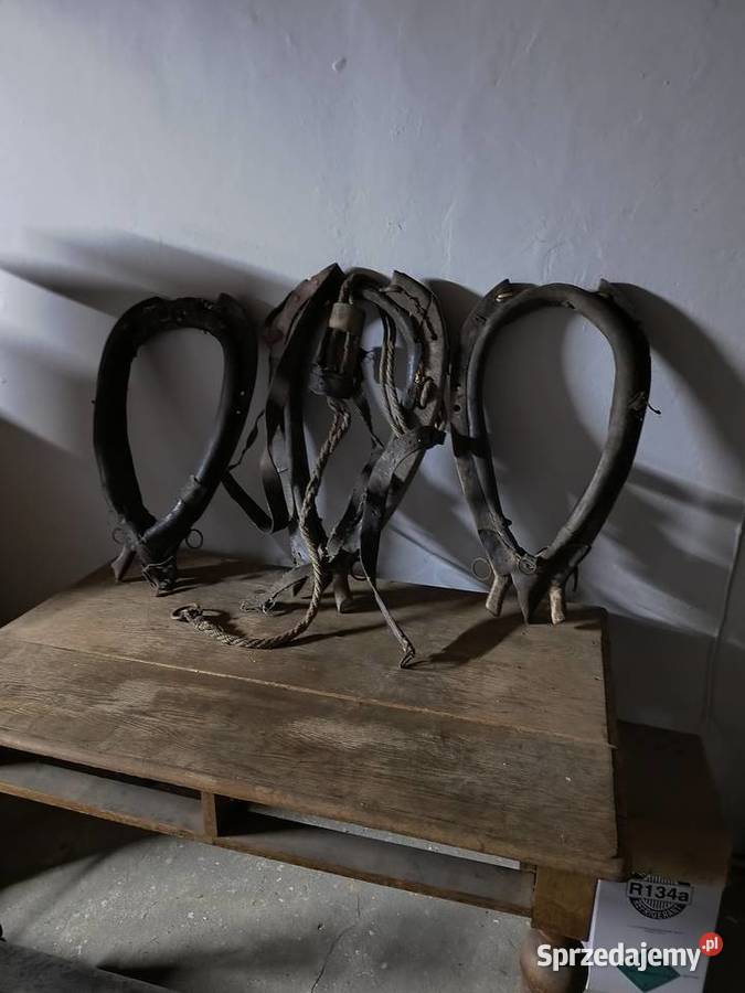 Stare homonto świętokrzyskie Skarżysko-Kamienna