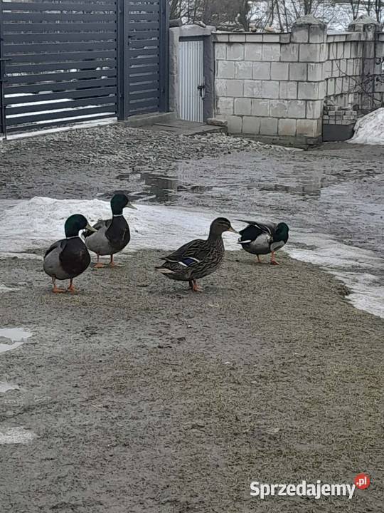 Kaczki Staropolskie kilka sztuk Izbica