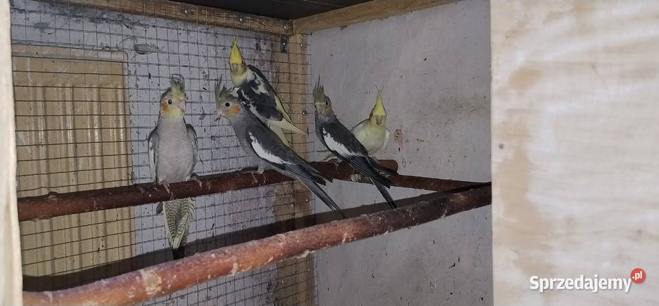 Papugi nimfy 2025 śląskie Pruchna