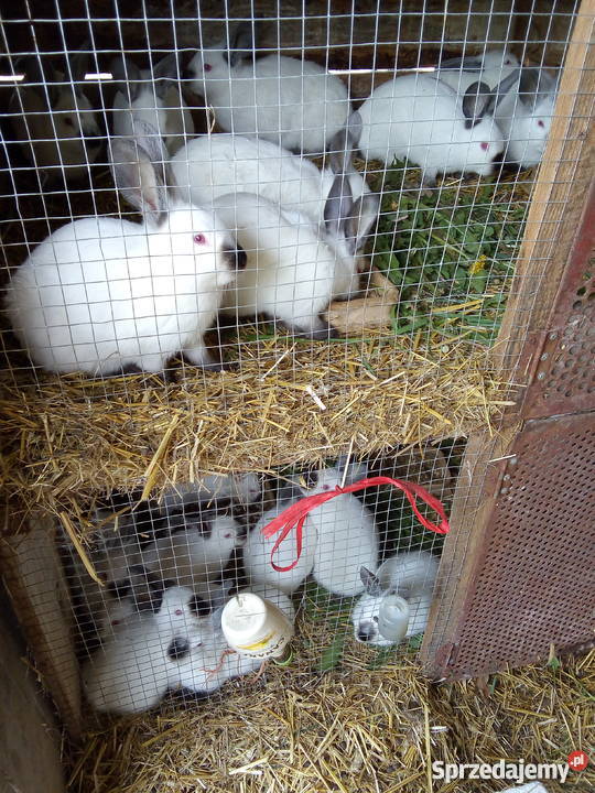 Samiec Kalifornijski Czarny lubelskie Stary Radzic sprzedam