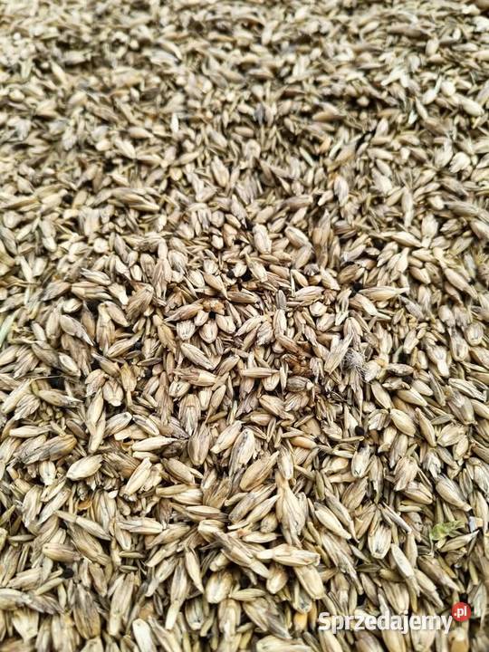 Orkisz ekologiczny certyfikowany BIO lubelskie Biała Podlaska