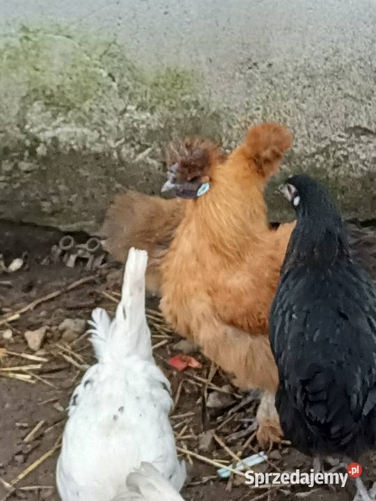 Sprzedam koguta silke Pleszew