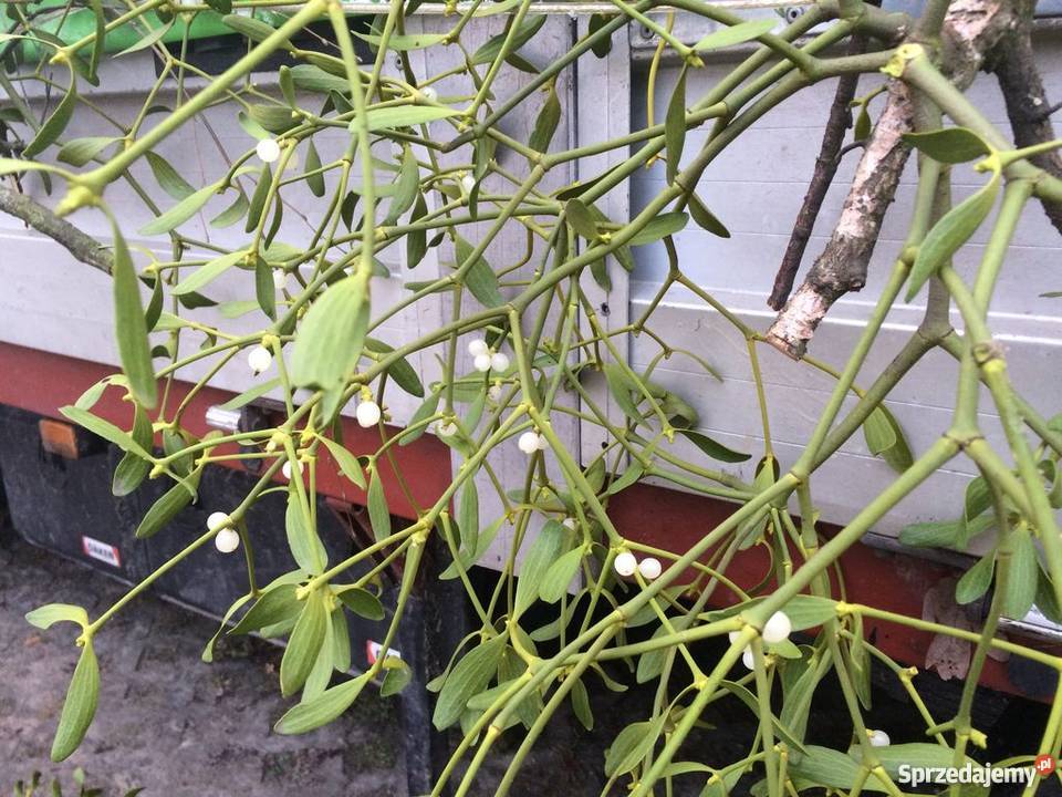 Jemioła hurt 1m3 80 Kule pęczki Transport Dużo łódzkie