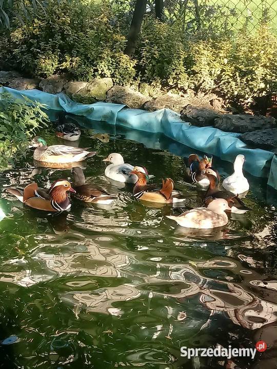 Kaczki mandarynki Skała