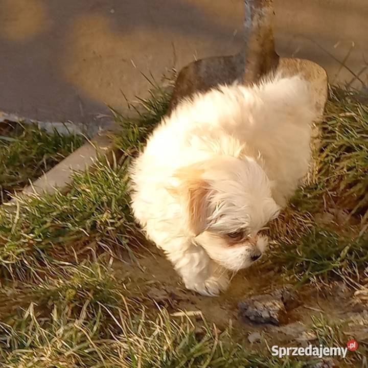 Maltaczyk chłopak Reducin sprzedam