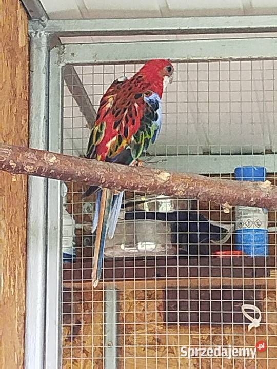 Rozella dorosła samica2022 sprzedam