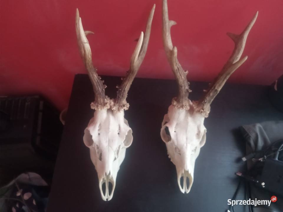Kozły poroże zamienię Lesko