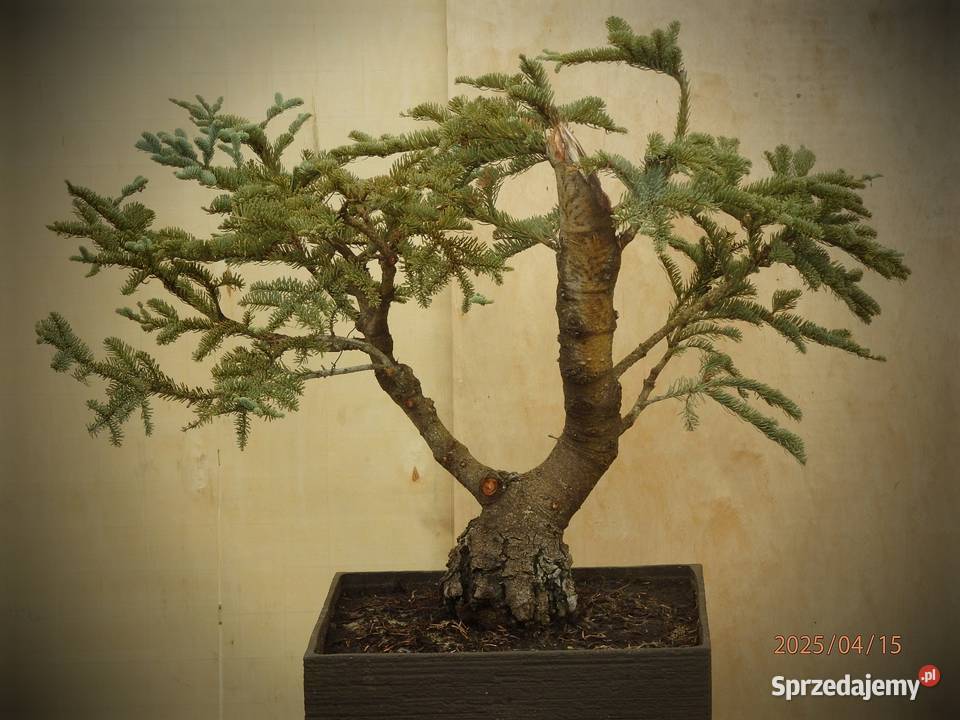 Pre Bonsai Jodła szlachetna wys 65 średnica pnia Skierniewice