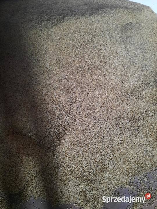 Owies jary ze zbioru 2025 Słopiec Rządowy-Kolonia