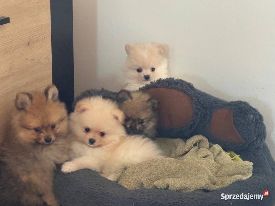 Szpic miniaturowy pomeranian Łukowa