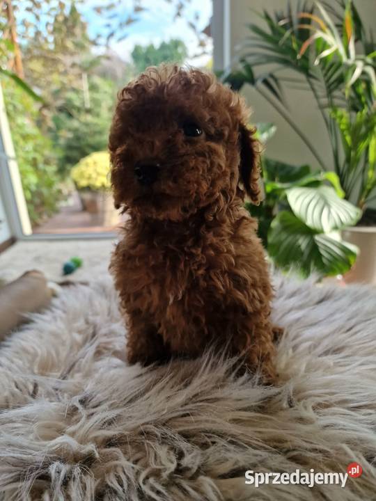 Pudel toy chlopczyk badania genetyczne Nowy Sącz sprzedam